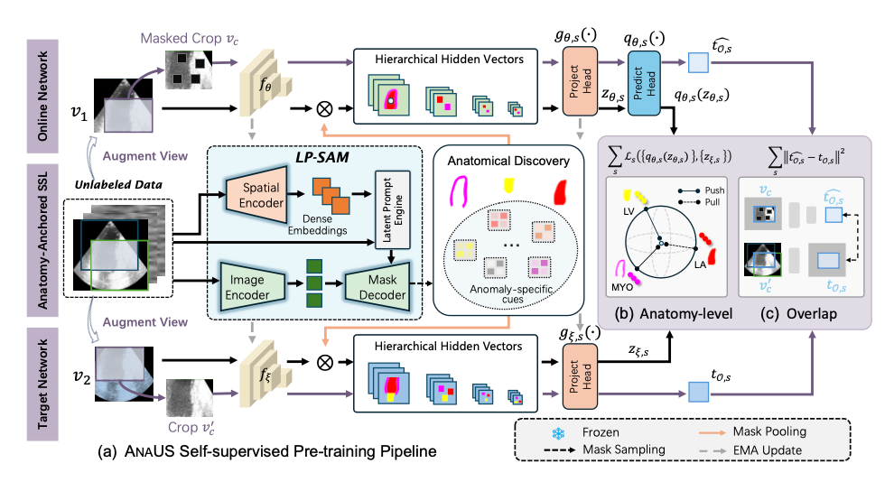 Anatomy-Anchored Self-Supervision: Distilling Vision Foundation Models for Invariant Ultrasound Representation