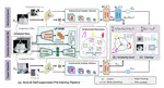 Anatomy-Anchored Self-Supervision: Distilling Vision Foundation Models for Invariant Ultrasound Representation